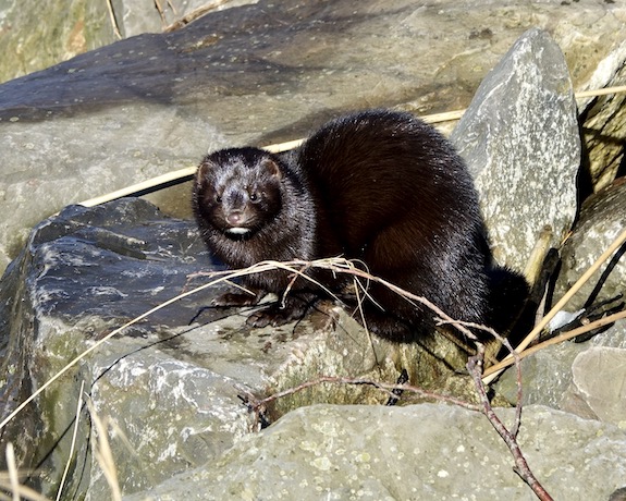 mink